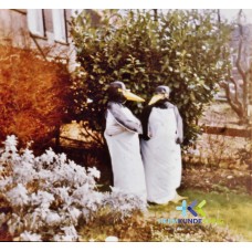 Carnaval 1976 Coll. F.Janssen (7)